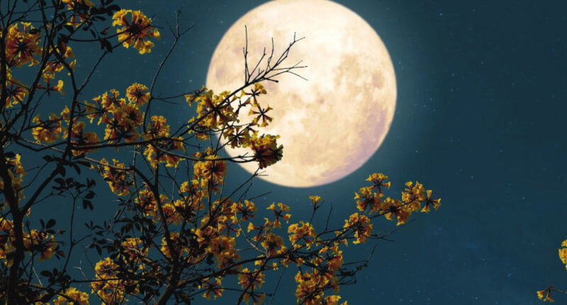 guatemala luna de flores