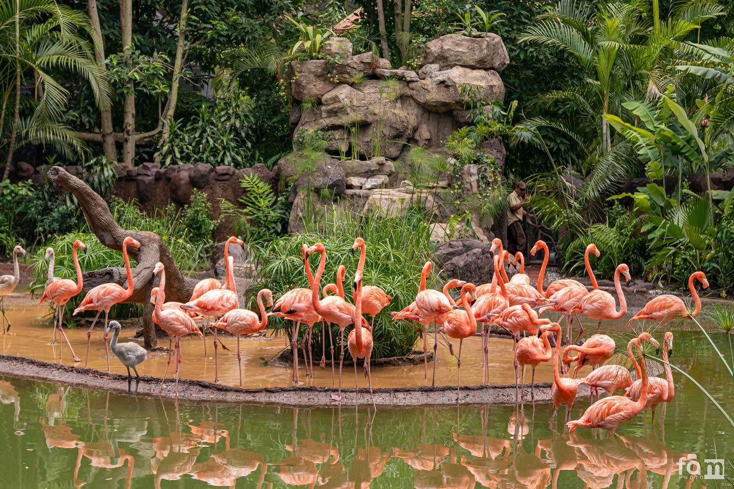Flamencos Zoologico La Aurora