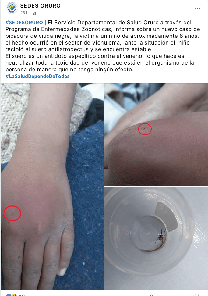 noticia nino picado viuda negra