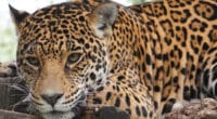 Las cámaras trampa han captado a una madre jaguar con sus crías en los bosques de Petén.