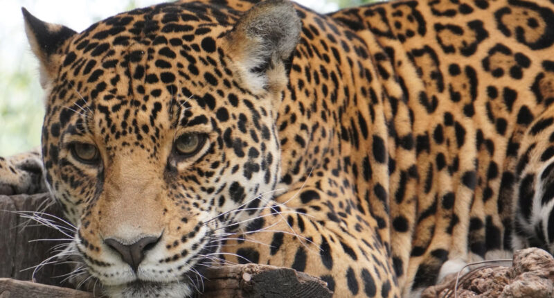 Las cámaras trampa han captado a una madre jaguar con sus crías en los bosques de Petén.