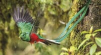 La increíble leyenda del Quetzal, el ave nacional de Guatemala.