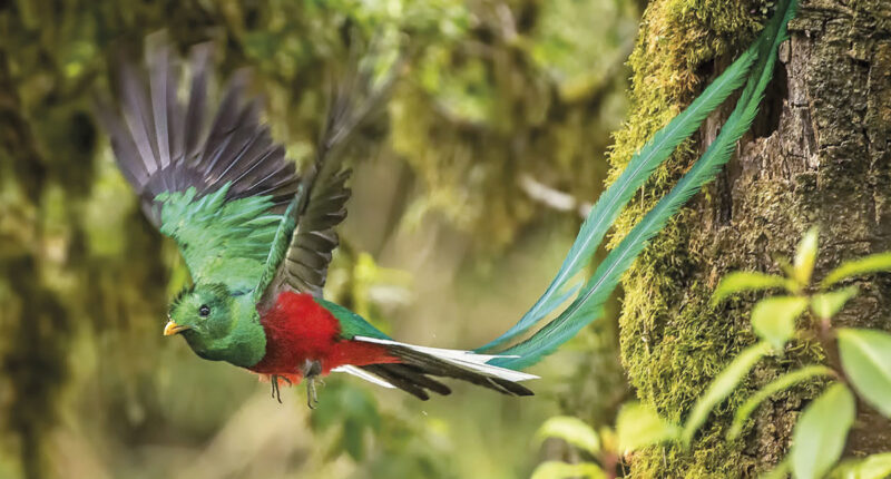 La increíble leyenda del Quetzal, el ave nacional de Guatemala.