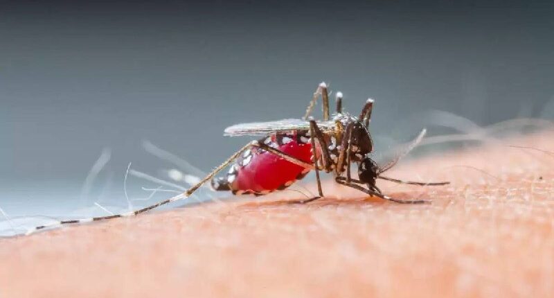 dengue guatemala ops