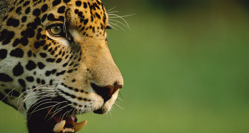jaguar y cria tikal