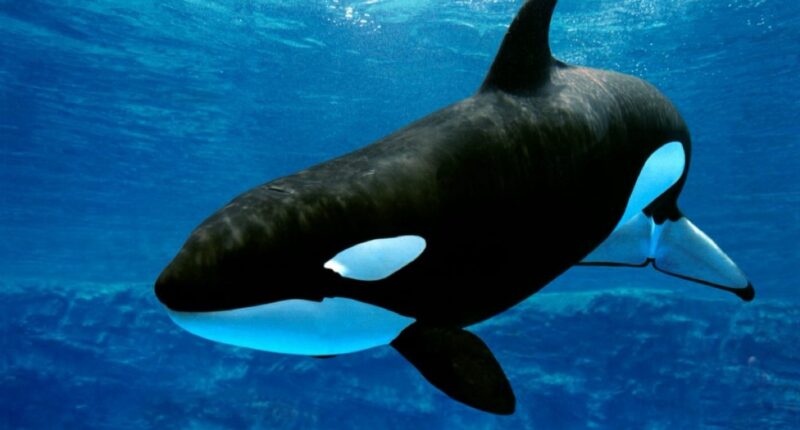 orca nat geo