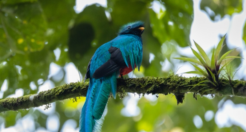 quetzal refrescandose guatemala