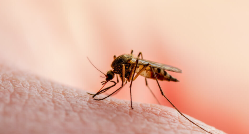 alerta epidemiologica dengue guatemala