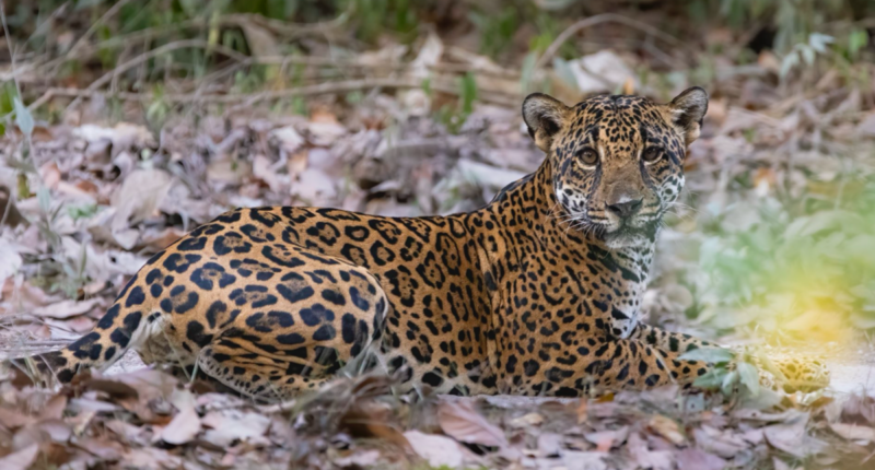 jaguar daniel nunez