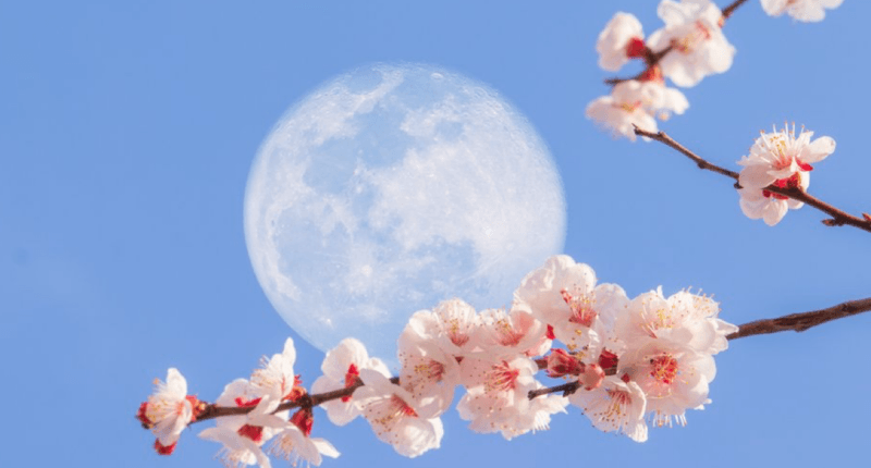 luna de las flores mayo