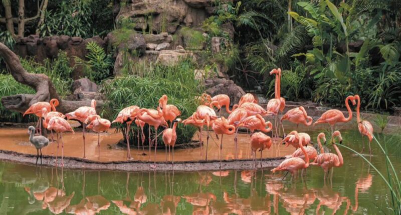 cien anos zoologico la aurora