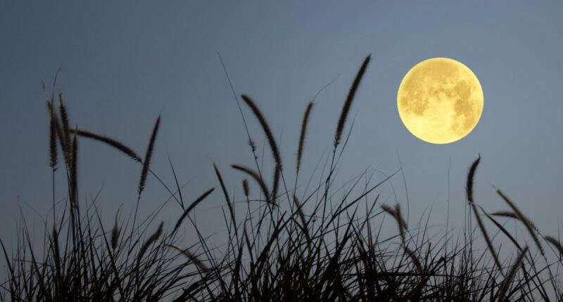 luna cazador octubre