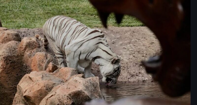 tigres bengala zoologico aurora