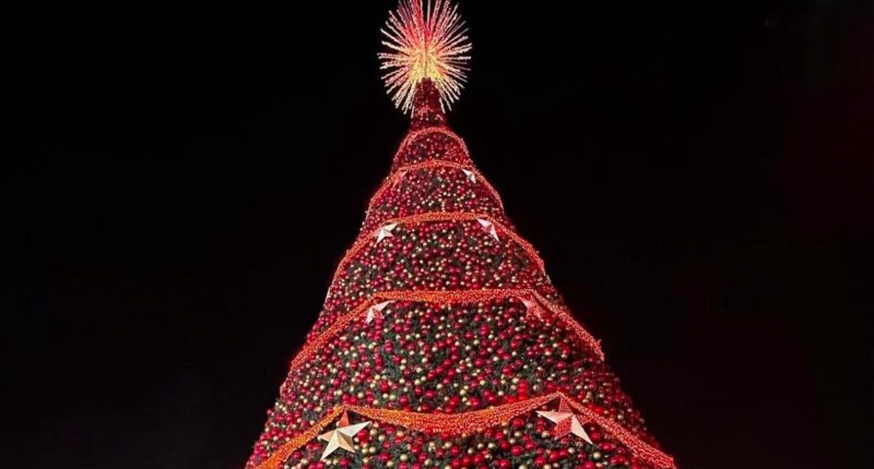 Arbol Gallo Guatemala 2024