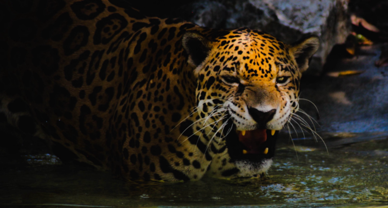 dia internacional del jaguar 2024