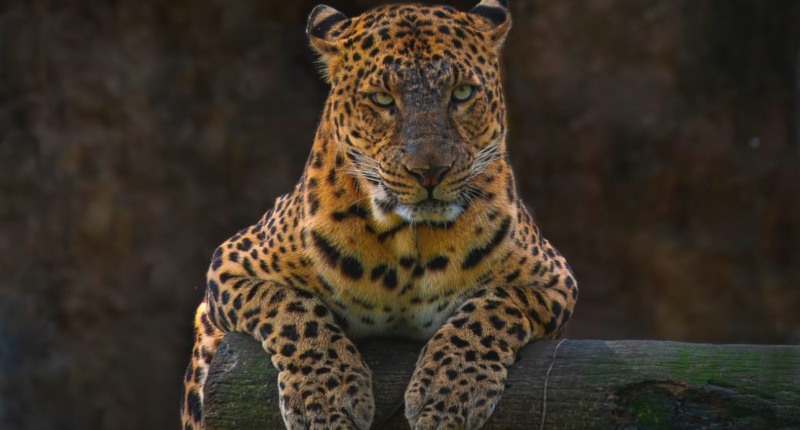noches de luna zoologico la aurora
