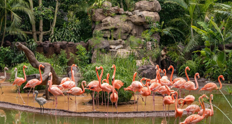 Miles de especies han vivido en el Zoologico La Aurora, que cumple 100 años