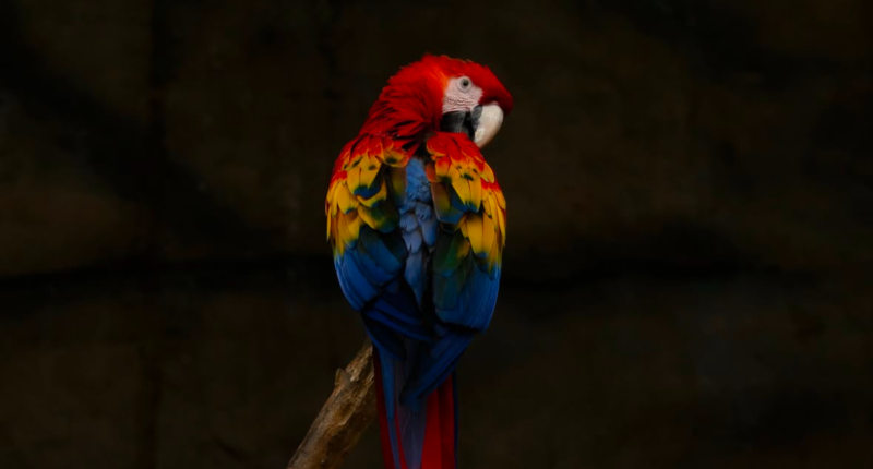 noches luna diciembre 2024