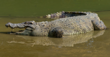 r25IQAEAAAAAAAAAAPBsJkgAAauTjWAAAAAASUVORK5CYII=