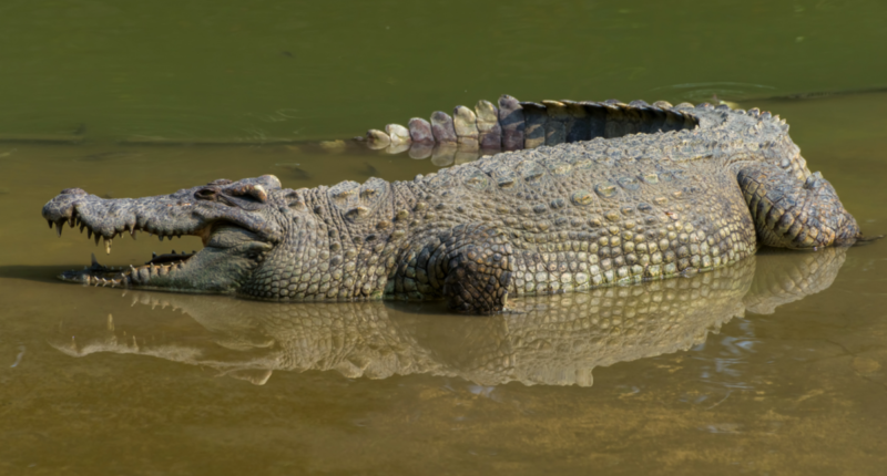 recomendacion encuentros cocodrilo conap