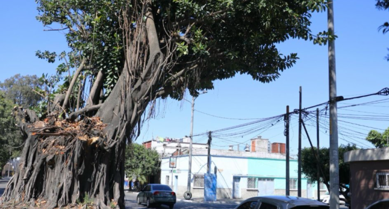 arbol de los lamentos zona 3 2025