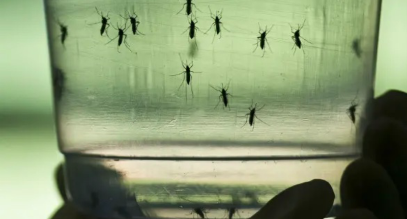 dengue denv 3 america