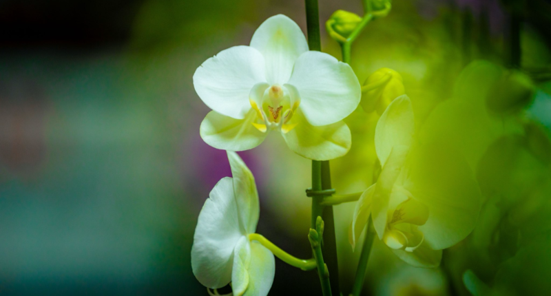 exposicion orquideas 2025