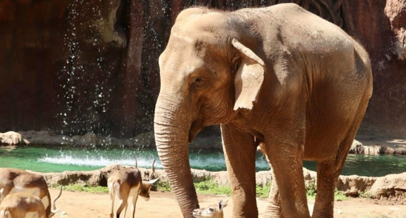 trompita cumpleanos 64 2025