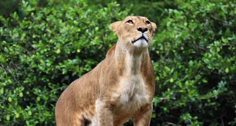zoologico la aurora google reviews 2025