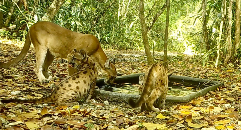 familia pumas captados marzo 2025