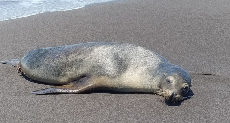 leon marino playa guatemala 2025