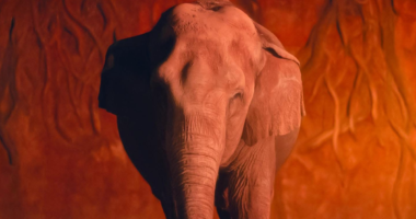 r25IQAEAAAAAAAAAAPBsJkgAAauTjWAAAAAASUVORK5CYII=