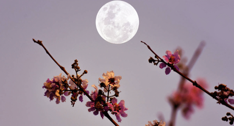 luna de las flores mayo 2025