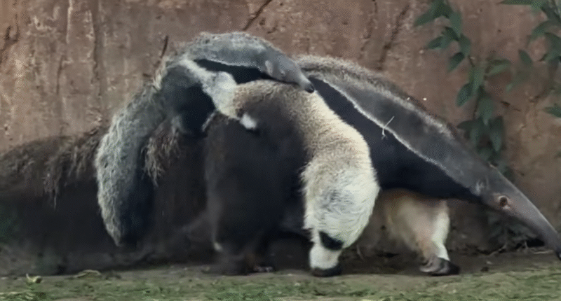 oso hormiguero gigante zoologico la aurora 2025
