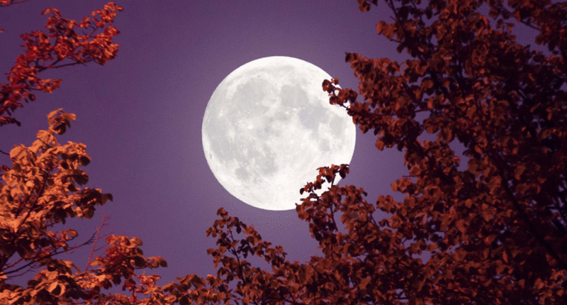 luna ciervo julio 2025