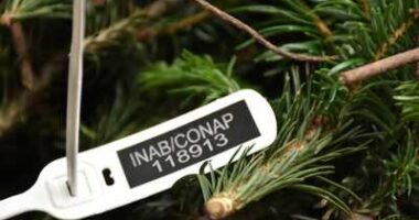 r25IQAEAAAAAAAAAAPBsJkgAAauTjWAAAAAASUVORK5CYII=